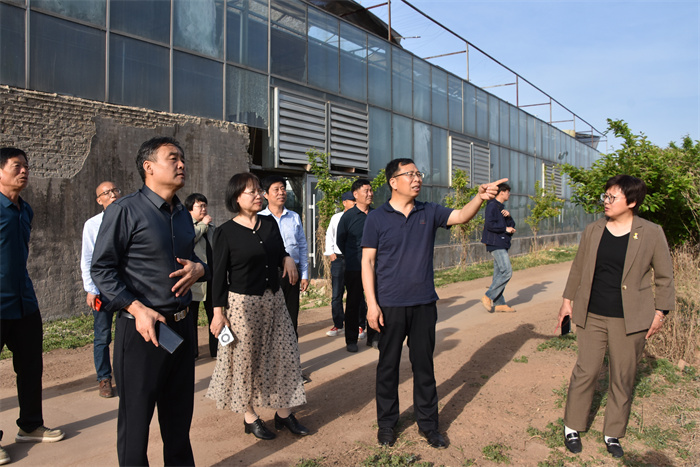 民盟邯郸市委到肥乡镇开展番茄秧堆肥产业化和高效种植技术交流座谈会(图2)